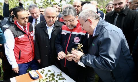 Giresun'daki Zirai Don Olayı Üzerine Bakan Yumaklı’dan Açıklamalar