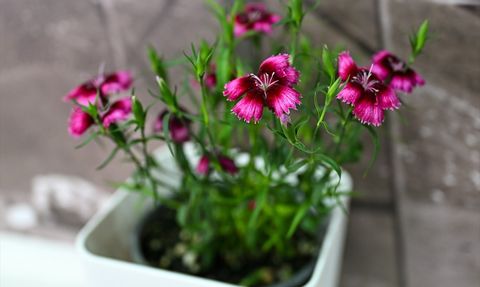 BATEM Süs Bitkileri Islah Çalışmalarını Tanıttı