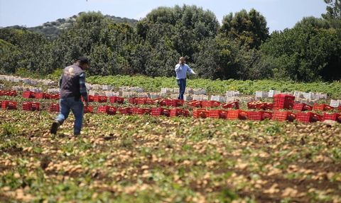 Datça'da Turfanda Patates Hasadı Başladı