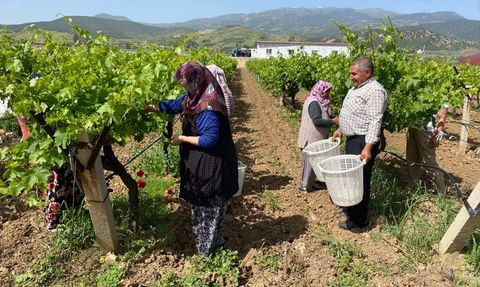 Manisa'da Asma Yaprağı İle Ek Gelir İmkanları