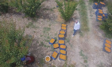 Mersin'de Mut Kayısısı Hasadı Devam Ediyor