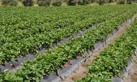 Mersin'de Silifke Çileği Hasadı Devam Ediyor