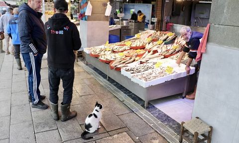 Trabzon'da Balık Tezgahlarında Artan Çeşitlilik ve Fiyatlar