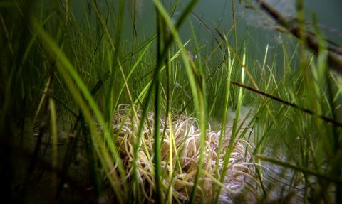 Borusan Holding'den Müsilaj Farkındalığı