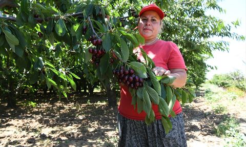 Çanakkale'de Kiraz İhracatı Artıyor