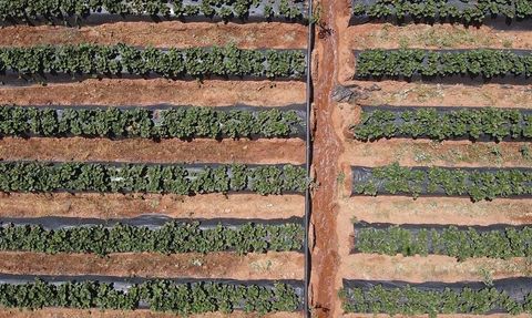 Muğla'da Çilek Hasadı Yüzleri Güldürüyor