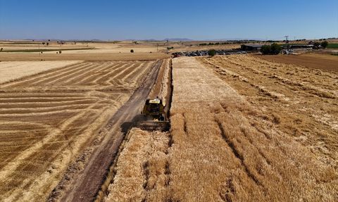Uşak'ta Kuraklığa Dayanıklı Tohumların Hasadı Yapıldı