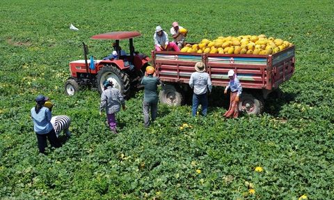 Bafra Ovası'nda Bu Yıl 50 Bin Ton Kavun Beklentisi