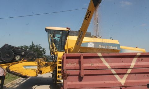 Bafra Ovası'nda Hububat Hasadı Başladı