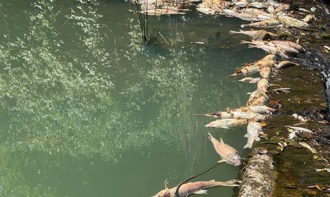 Bartın'da Toplu Balık Ölümleri İnceleniyor