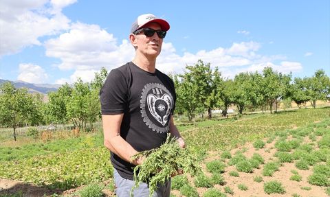Bayburt'ta Tarhun Ekim Alanları İncelendi