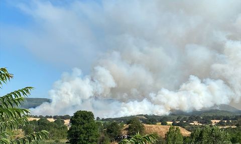 Bilecik'te Anız Yangını Ormana Sıçradı: Müdahale Sürüyor