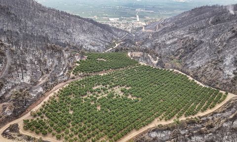 Bursa'daki Nektarin Bahçesi Orman Yangınından Kurtuldu