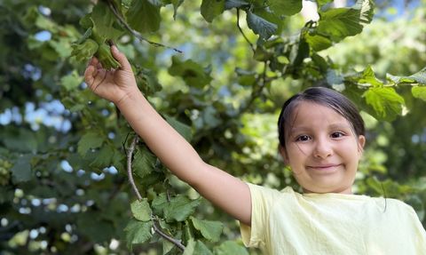 Düzce'de Fındık Hasadı Başlıyor