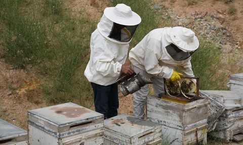 Hakkari'de Organik Bal Hasat Şenliği Düzenlendi