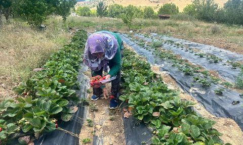 Isparta'nın Yaylalarında Çilek Hasadı Başladı