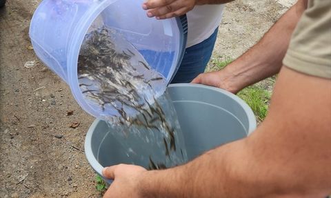 Karadere Vadisi'ne 15 Bin Alabalık Salındı