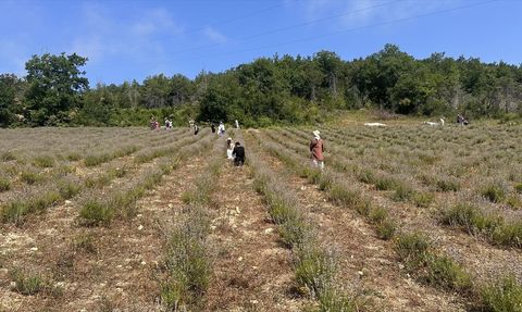 Kastamonu'da Lavanta Hasat Şöleni