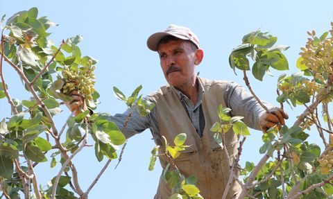 Kilis'te Boz Antep Fıstığı Hasadı Başladı