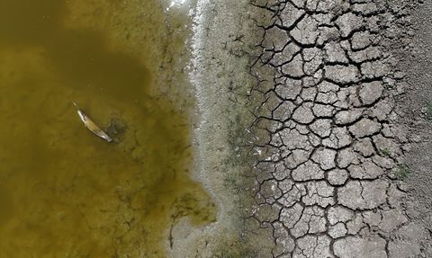 Kırklareli'nde Müsellim Göleti'nde Balık Ölümleri