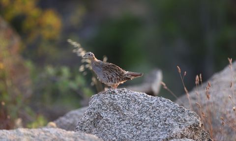 Kırklareli'nde Yaban Hayatına 600 Keklik Salındı