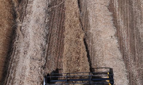 Konya Ovası'nda Rekolte Kaybı: Buğdayda Yüzde 15, Arpada Yüzde 30 Azalma Bekleniyor