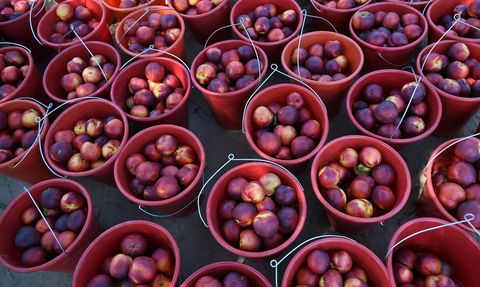 Lapseki Şeftalisi İhracatta Yükselişte