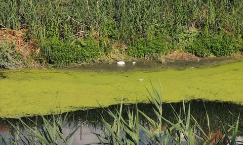 Lüleburgaz Deresi'nde Kuraklık Etkisi Yosun Oluşumuna Neden Oldu