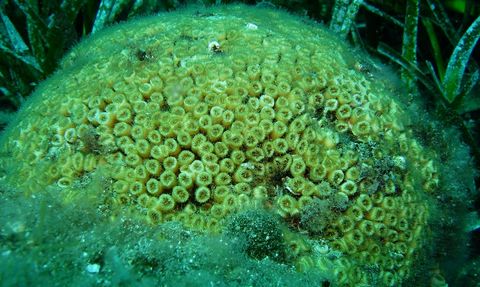 Marmara ve Kuzey Ege'deki Mercanların Korunması İçin Yeni Proje