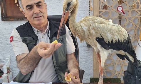 Mersin'de Yaralı Leylek Koruma Altına Alındı