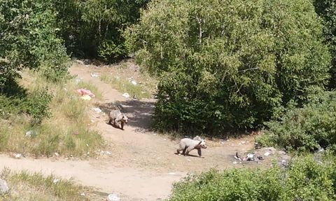 Nemrut Kalderası'nda Bozayılar Dron ile Görüntülendi