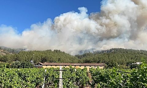 Sakarya'da Orman Yangınına Müdahale Devam Ediyor