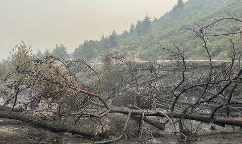 Sakarya'da Yangın Felaketi: Ormanlık Alanlar Yok Oluyor
