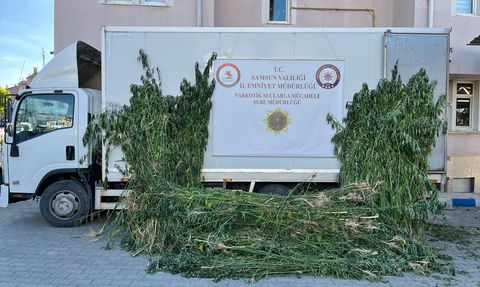 Samsun'da 5 Bin 230 Kök Kenevir Ele Geçirildi