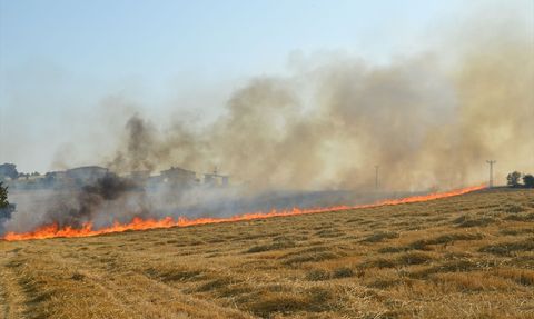 Samsun'da Anız Yangını: 50 Dekar Tarım Arazisi Zarar Gördü