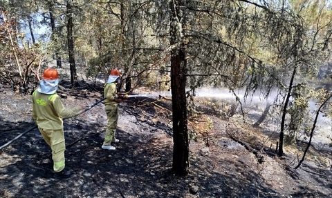 Sinop'un Boyabat İlçesinde Orman Yangını