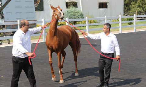 TİGEM'in E-Satışlarıyla 68 Taydan 45 Milyon Lira Gelir
