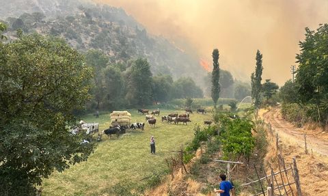 Uşak'ta Orman Yangınına Müdahale Devam Ediyor