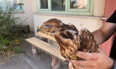 Yaban Hayvanları Sıcaklardan Kurtarıldı