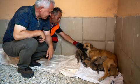 Yangın Kurtarılan Köpek Yavruları Koruma Altında
