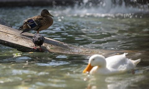 Yaralı Ördek Yavrusu Kuğulu Park'a Yerleşti