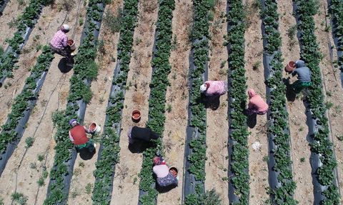 Yenice'de Çilek Hasadı Ailelere Geçim Kaynağı Oluyor