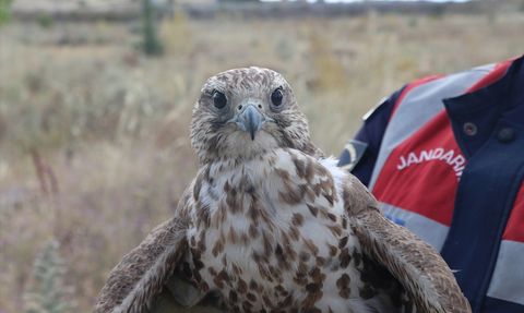 Yozgat'ta Ulu Doğan Koruma Altına Alındı