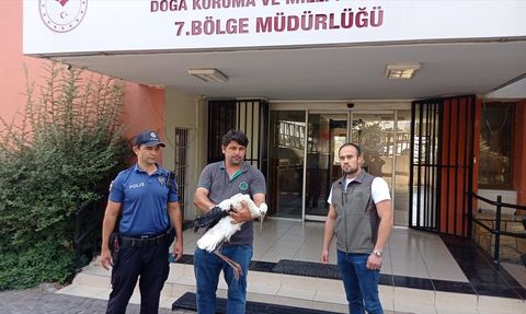 Adana'da Yaralı Leylek Kurtarılıyor