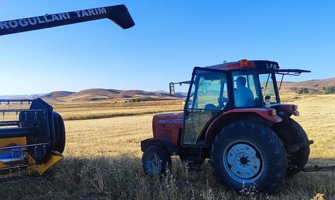 Ağrı'da Çörek Otu Hasadı: 100 Kilogram Rekolte