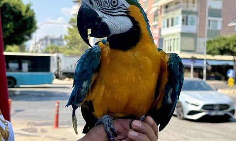 Antalya'da Çalınan Cabbar İsimli Papağan Bulundu