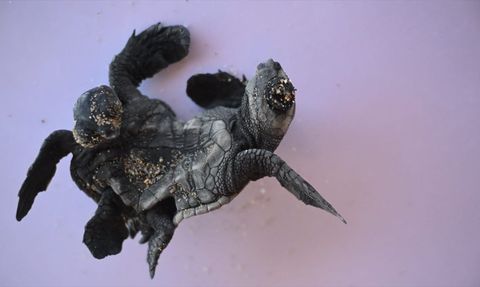 Antalya'da Nadir Görülen Siyam İkizi Caretta Caretta Keşfedildi