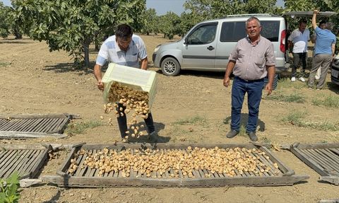 Aydın'da Kuru İncir Sezonu Başladı
