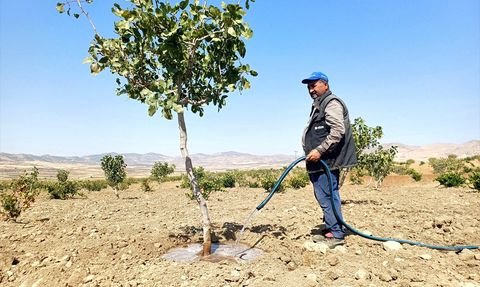 Batman'da Fıstık Üreticileri Hasat Öncesi Sulama Yapıyor
