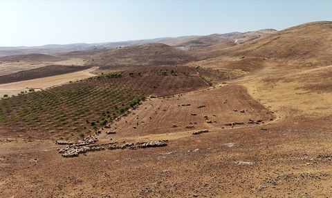 Batman'da Tarımsal Hasat Sonrası Hayvanlar İçin Otlanma Alanları Oluşuyor
